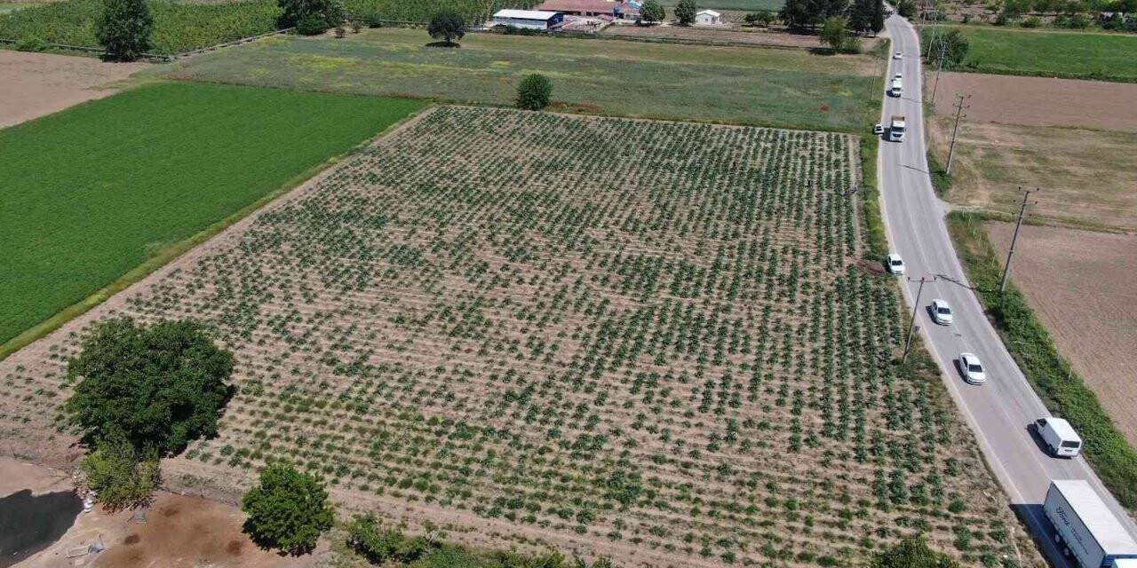 Hırsızlar, coğrafi işaretli enginar tarlalarına dadandı