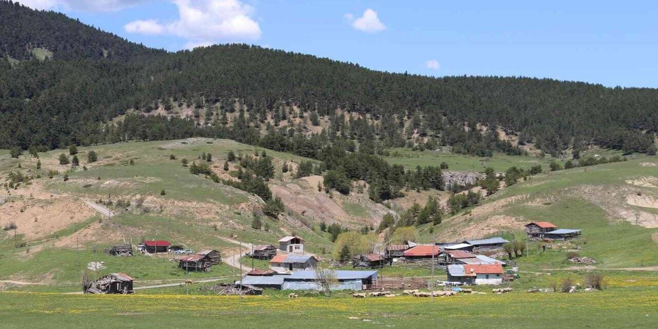 Ankara’nın Karadenizi’nde yaylalar şenlendi