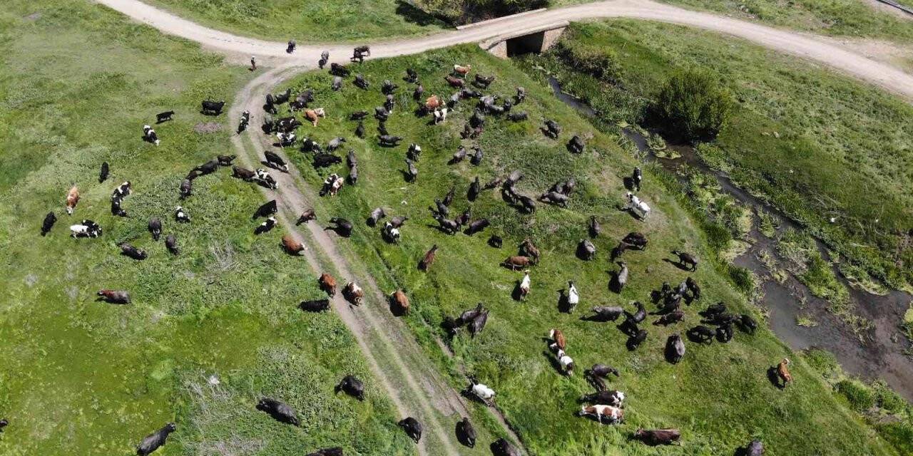 Meradaki hayvanların oluşturduğu manzara Afrika belgesellerini aratmıyor