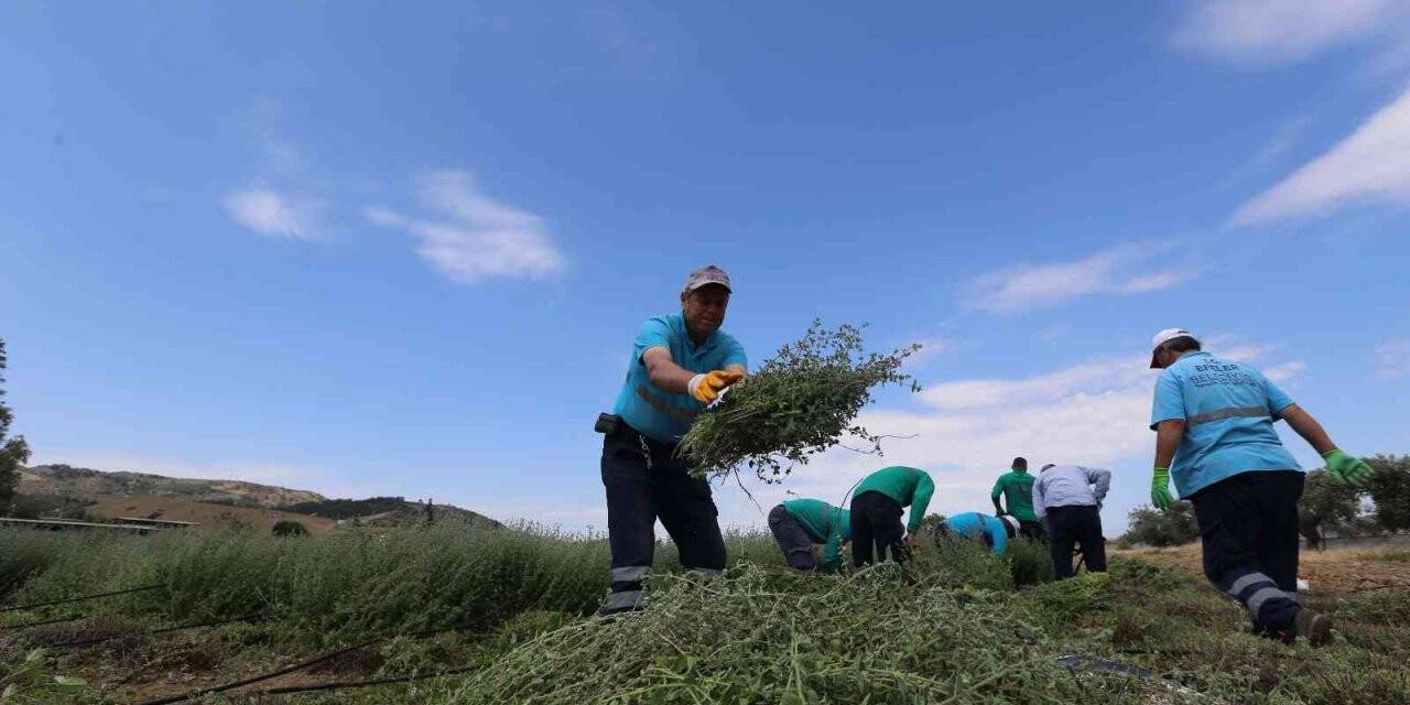 Efeler’in şifalı kekikleri hasat ediliyor