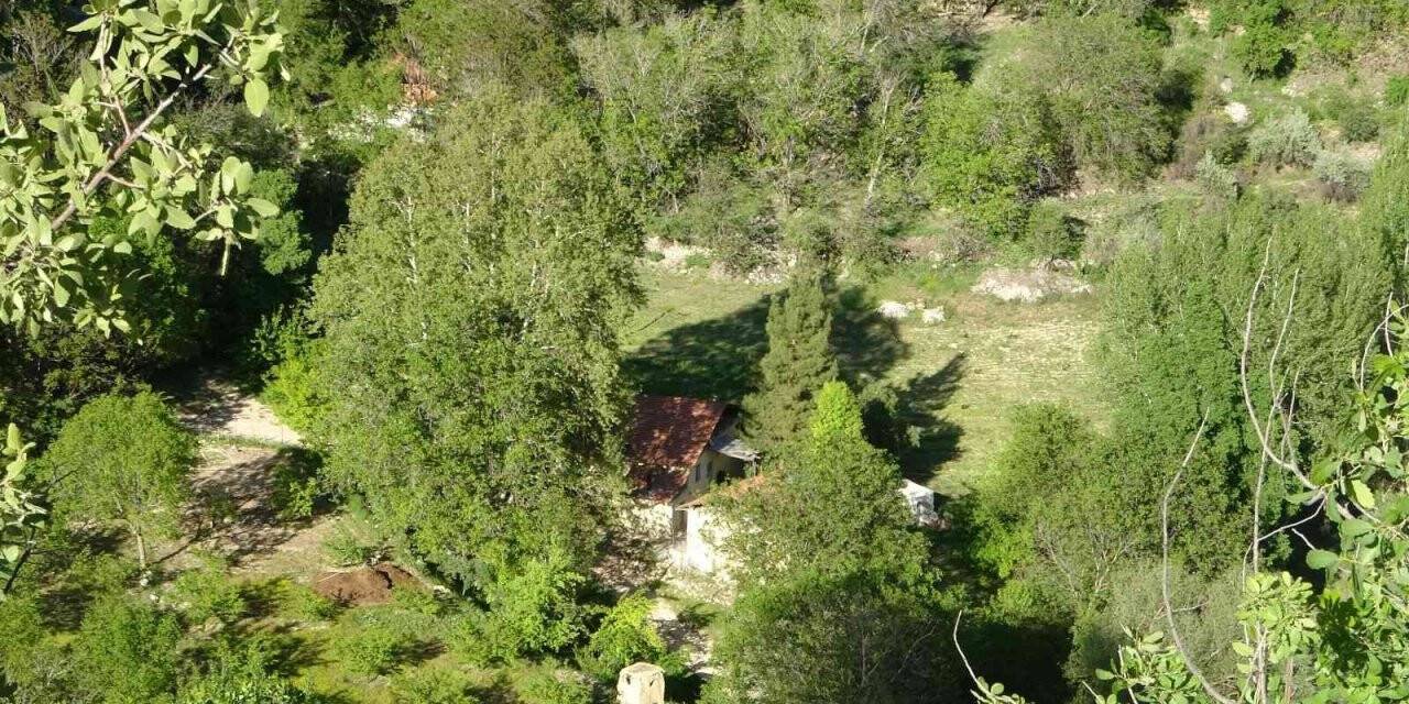 Malatya’da 250 yıllık çınar ağacı için koruma talebi