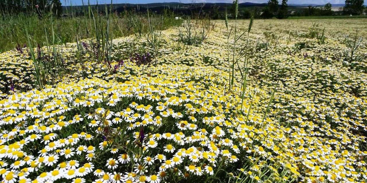 Hisarcık’ta papatyalar tarlaları süsledi