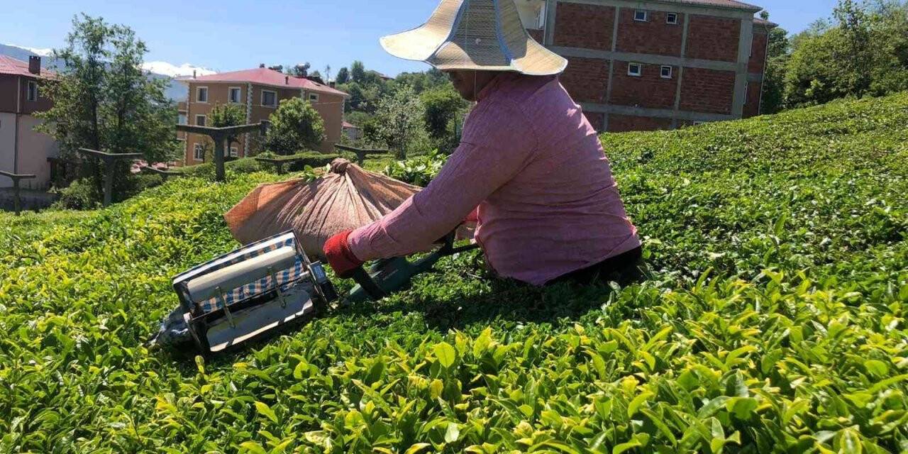 ÇAYKUR 1 haftada üreticiden 20 bin ton çay aldı