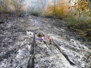 DİYARBAKIR'DA ORMAN YANGINI