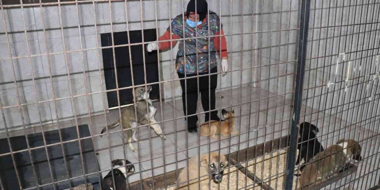 Düzce’de bir hafta da 77 köpek kısırlaştırıldı