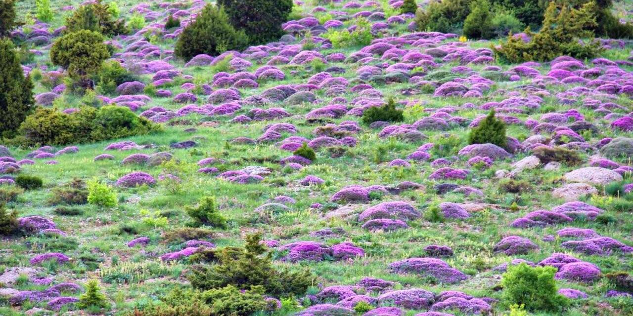 Kahramanmaraş’ta yaylaları keven çiçekleri kapladı
