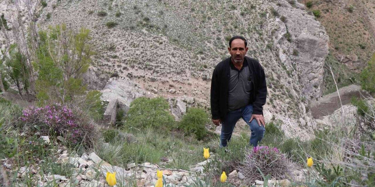 Oltu’da doğal laleler Sitare Dağı’nı süslüyor