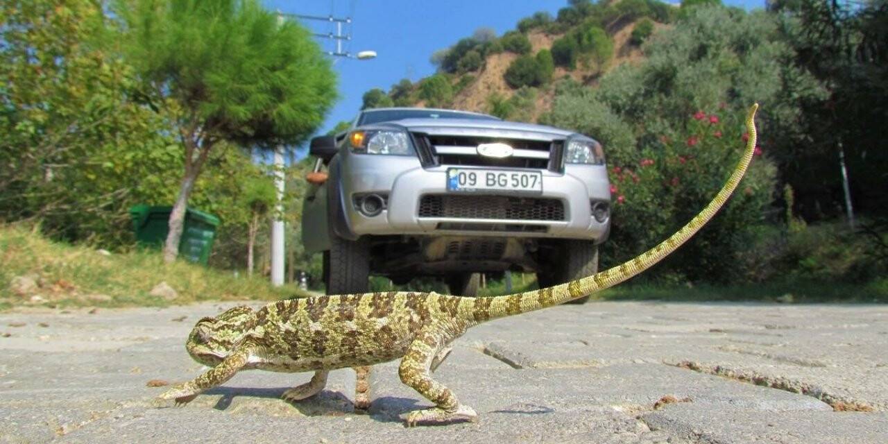 EKODOSD, biyolojik çeşitliliğe dikkat çekti