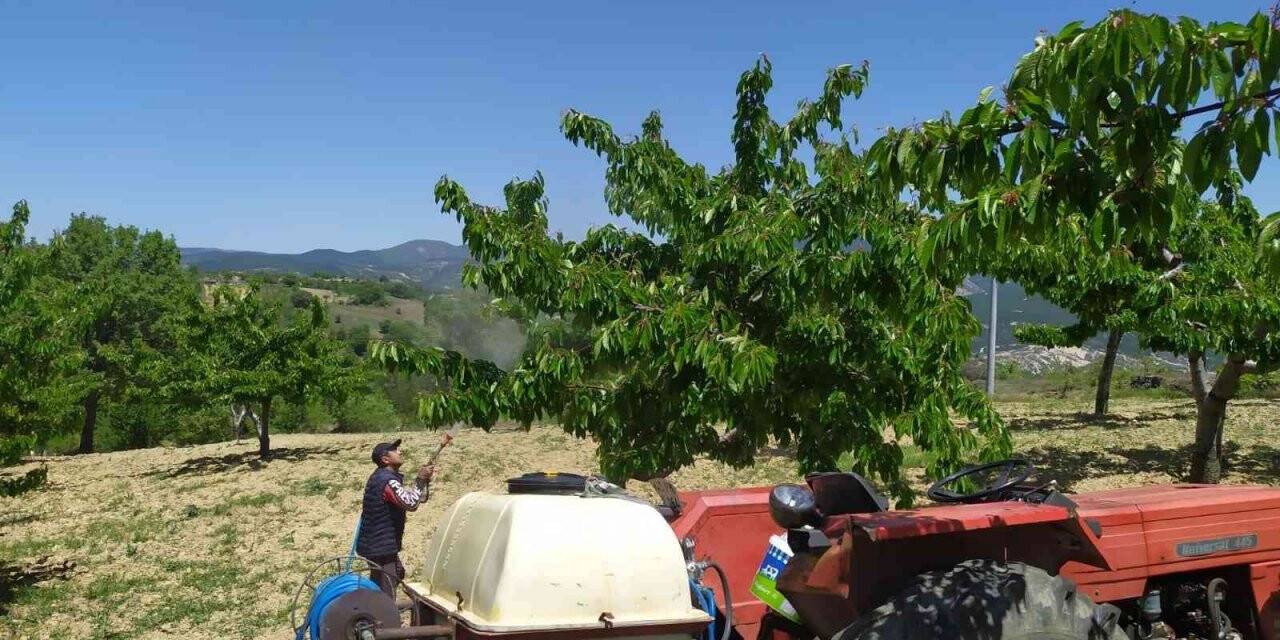 Meyve bahçelerinde zirai mücadele çalışmaları devam ediyor