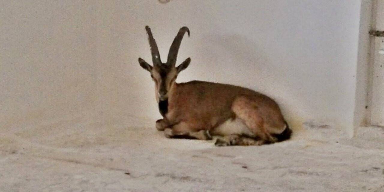 Yaban keçisi şehir merkezine indi