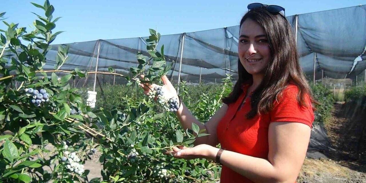 Tek tek elle toplanıyor, kilosu 360 TL’ye kadar çıkıyor