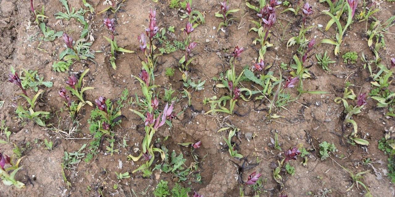 Sinop’ta salep yetiştirilmeye başlandı