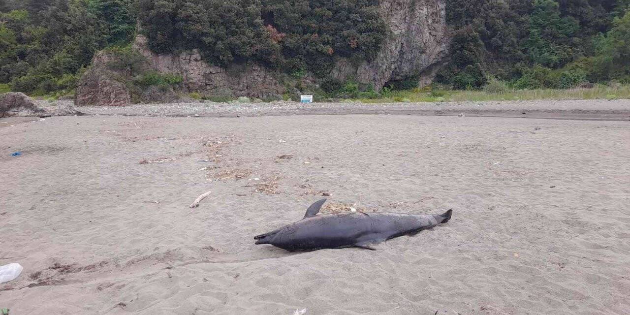 Sahildeki hayvan ölüleri vatandaşı tedirgin etti