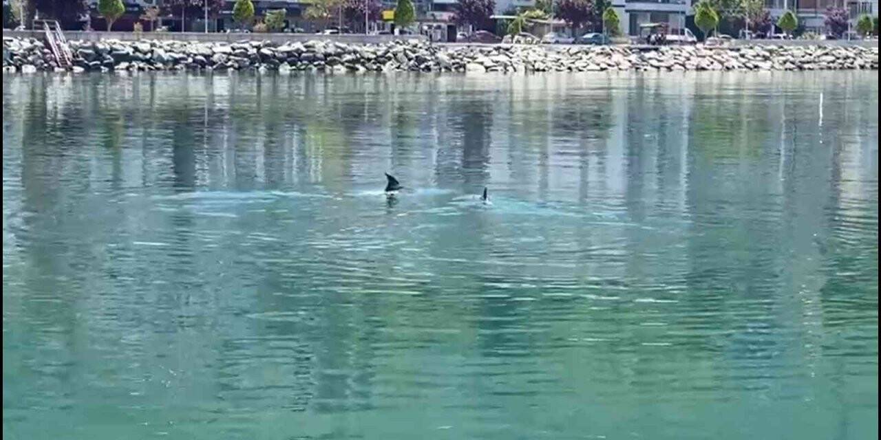 Yalova Esenköy sahilinde yunus sürprizi