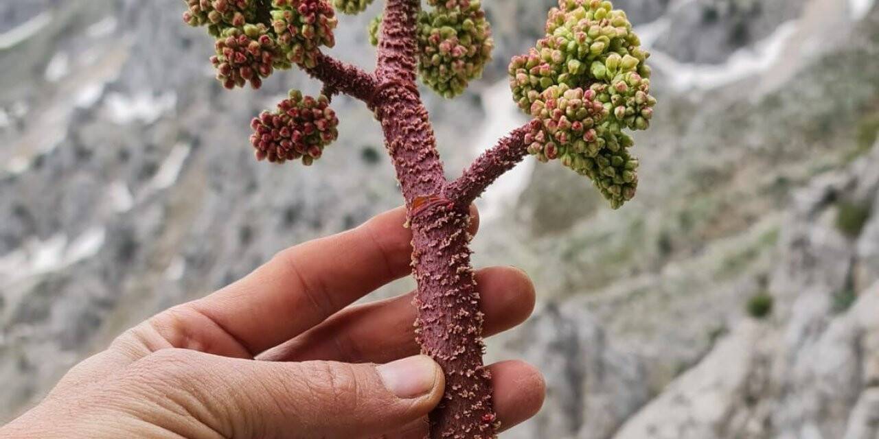 Işkın otu sofraların vazgeçilmezi oldu