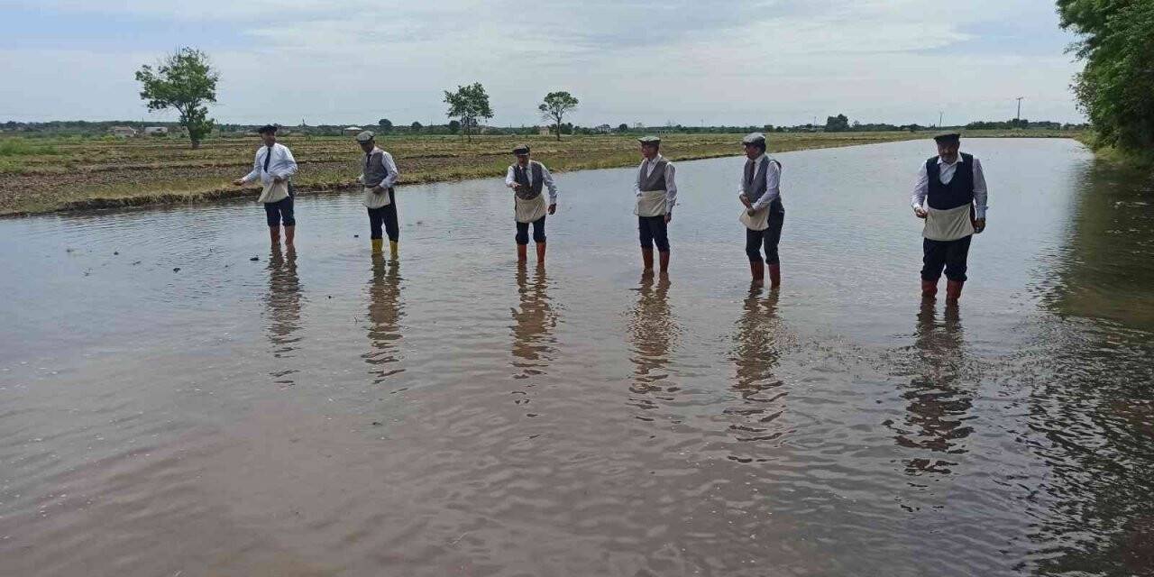 Protokol çeltik ekti