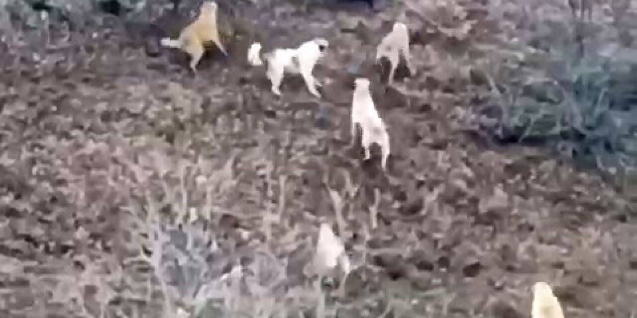 Domuz ile köpekler arasında amansız mücadele