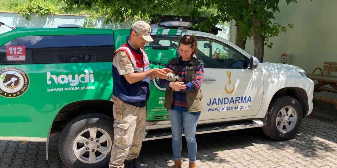 Jandarma’dan kuş şefkati