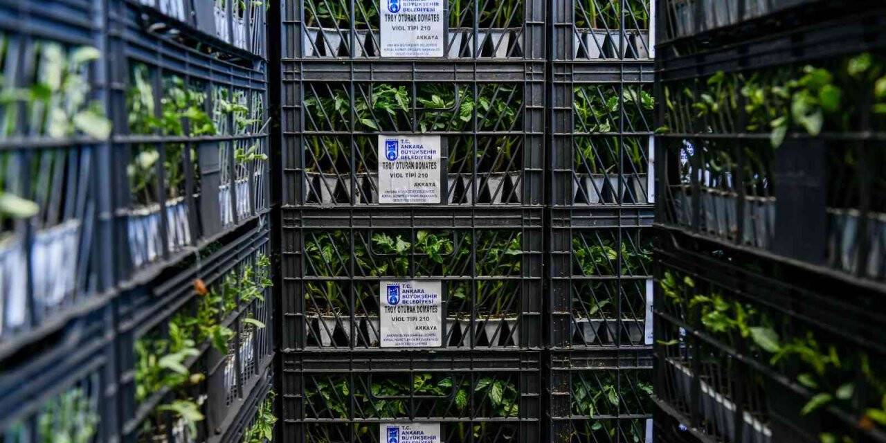 Ankara’da çiftçilere yüzde 75 hibe ile sebze fidesi dağıtımı başladı