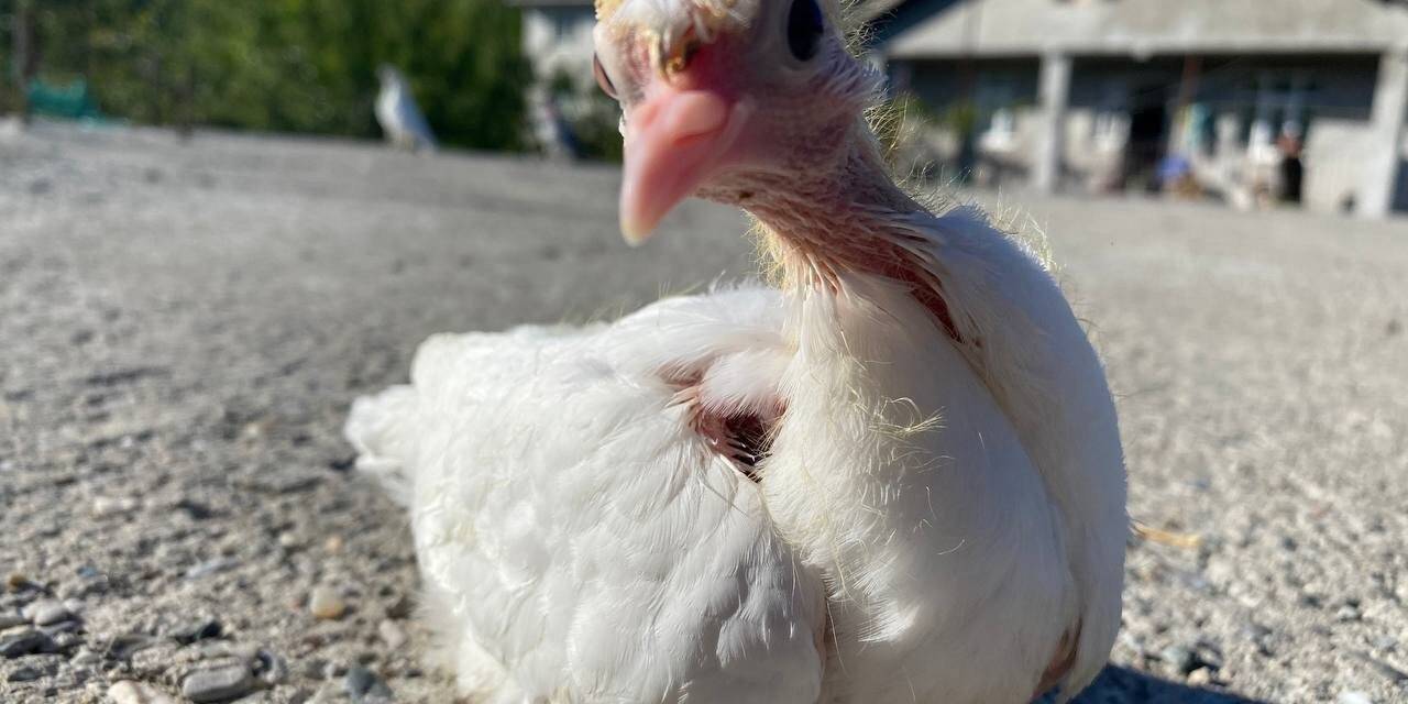 Eflani çiftçisine 2 bin 500 adet hindi ve tavuk civcivi dağıtıldı