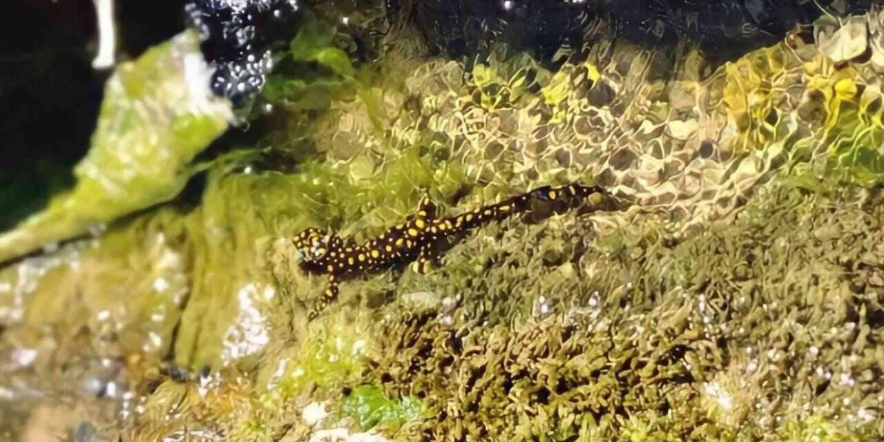 Siirt’te nesli tükenmekte olan sarı benekli semender görüntülendi