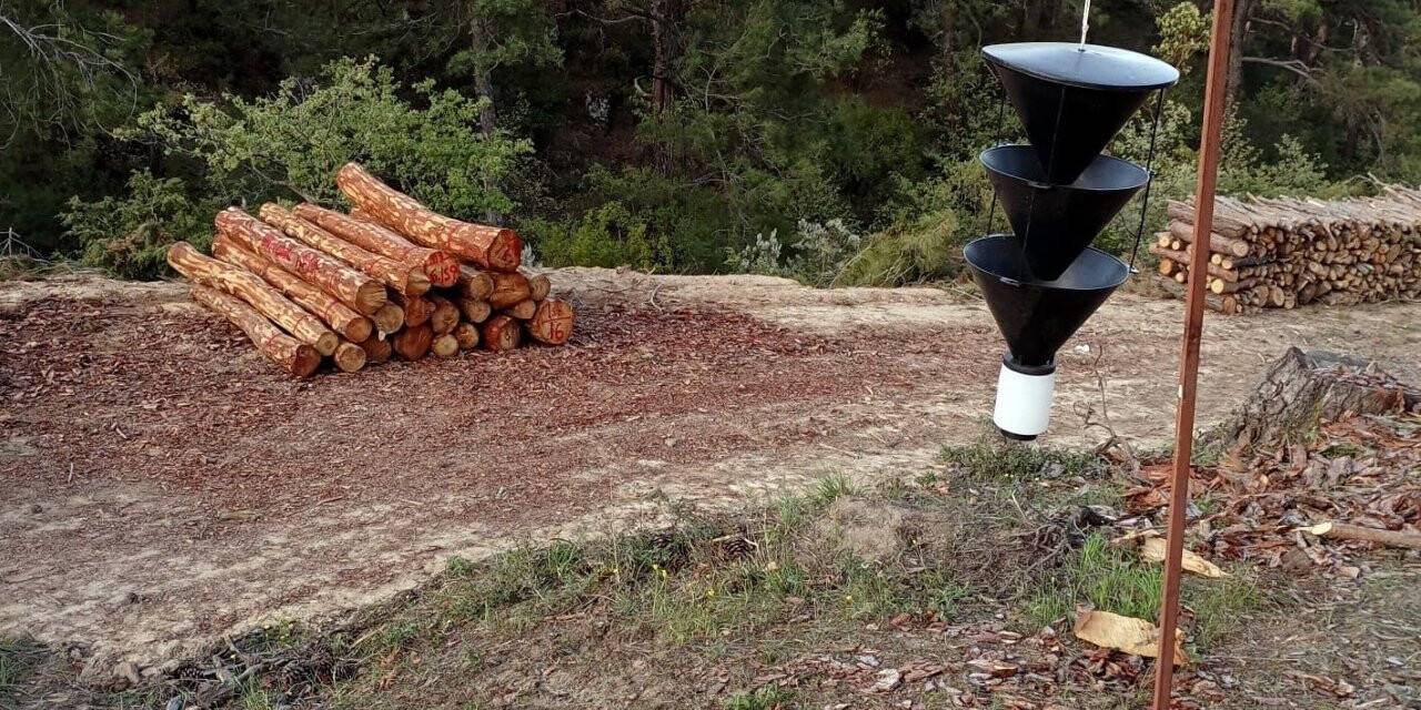 Balıkesir’de orman zararlılarıyla mücadeleye devam