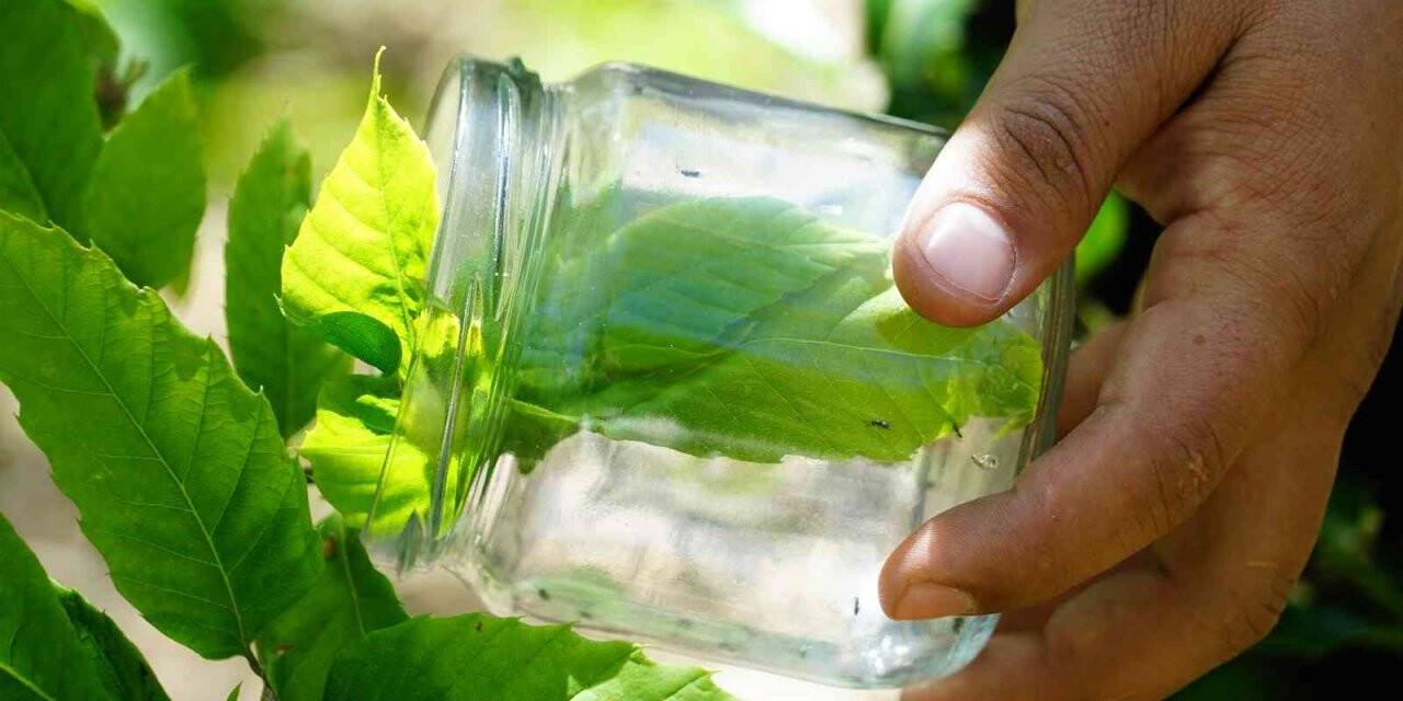 Karadeniz’de kestanede verimini düşüren gal arılarına karşı biyolojik mücadele başlatıldı