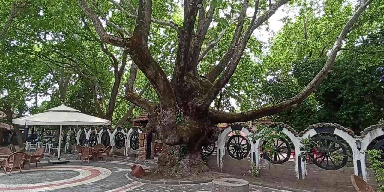 Kazdağları’nın eteklerindeki 400 yıllık anıt ağaçlar turizme kazandırılıyor