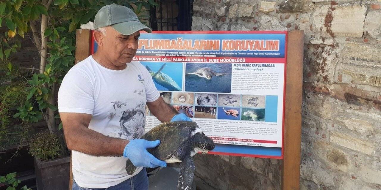 Aydın’da yeşil deniz kaplumbağası yaralı halde bulundu