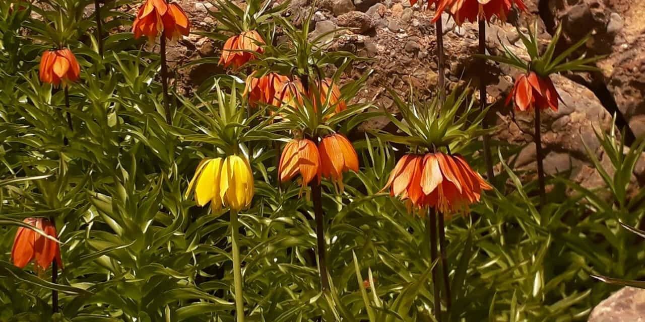 Tunceli’de ters lale için turlar düzenleniyor