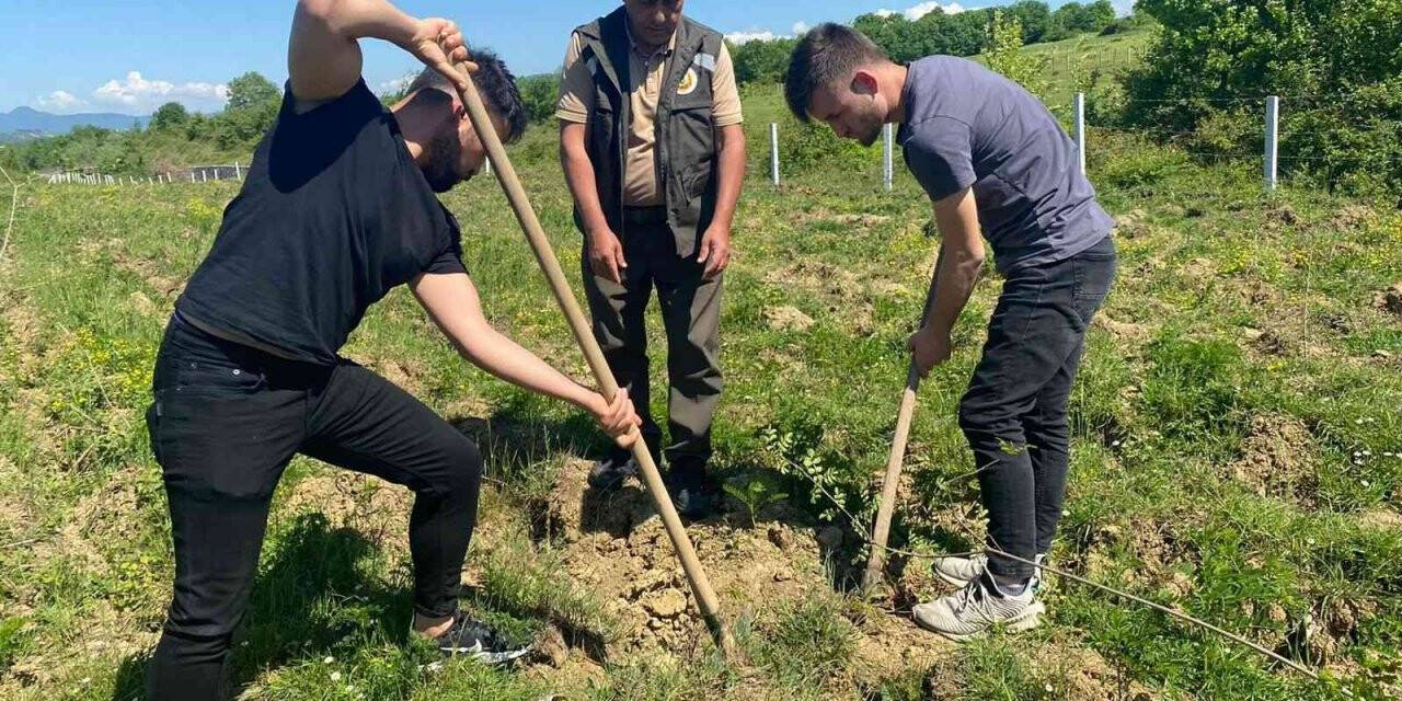 Üniversite öğrencileri fidanları toprakla buluşturdu