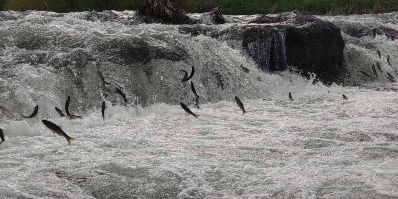 İnci kefalinin yumurta bırakmak için 23 kilometrelik serüveni