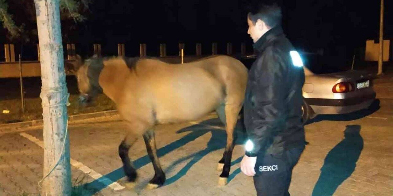 Başı boş halde dolaşan atı mahalle ve çarşı bekçileri koruma altına aldı