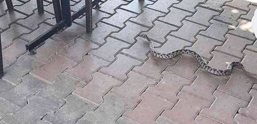 Elini sokan yılanla hastaneye koştu