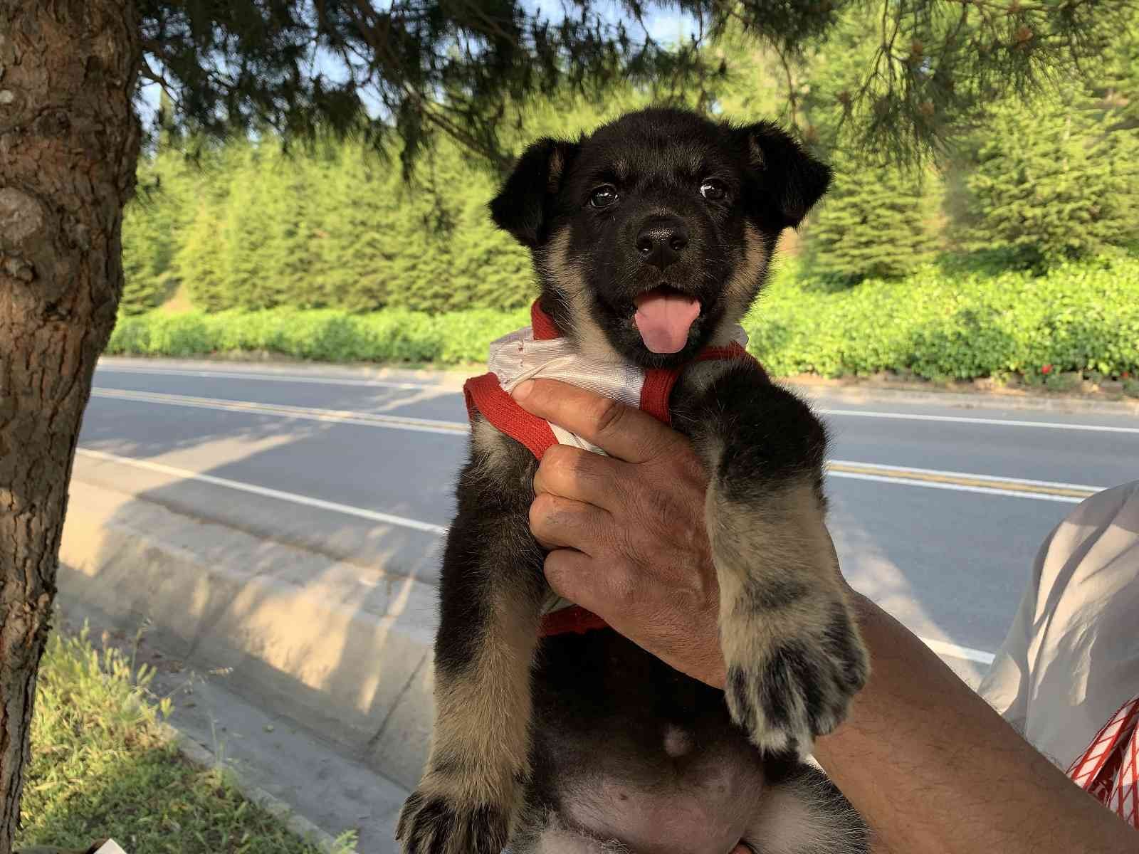 Türkiye Kupası finaline yavru köpeği ile geldi