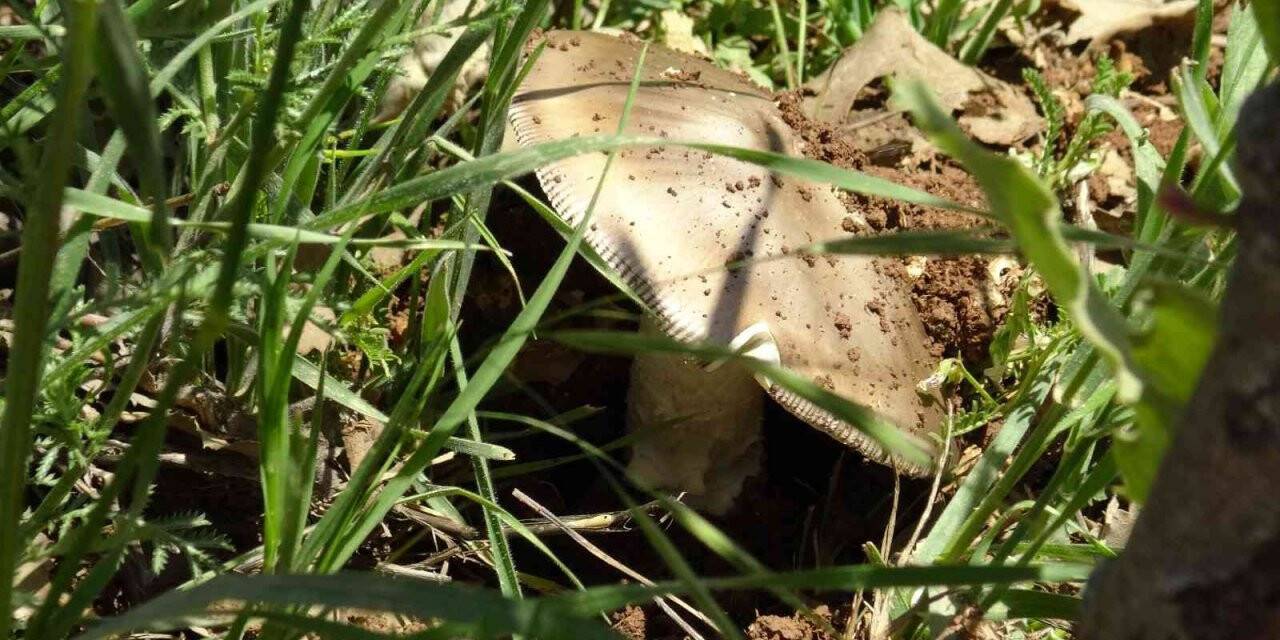 Gercüş’te doğal mantar bolluğu