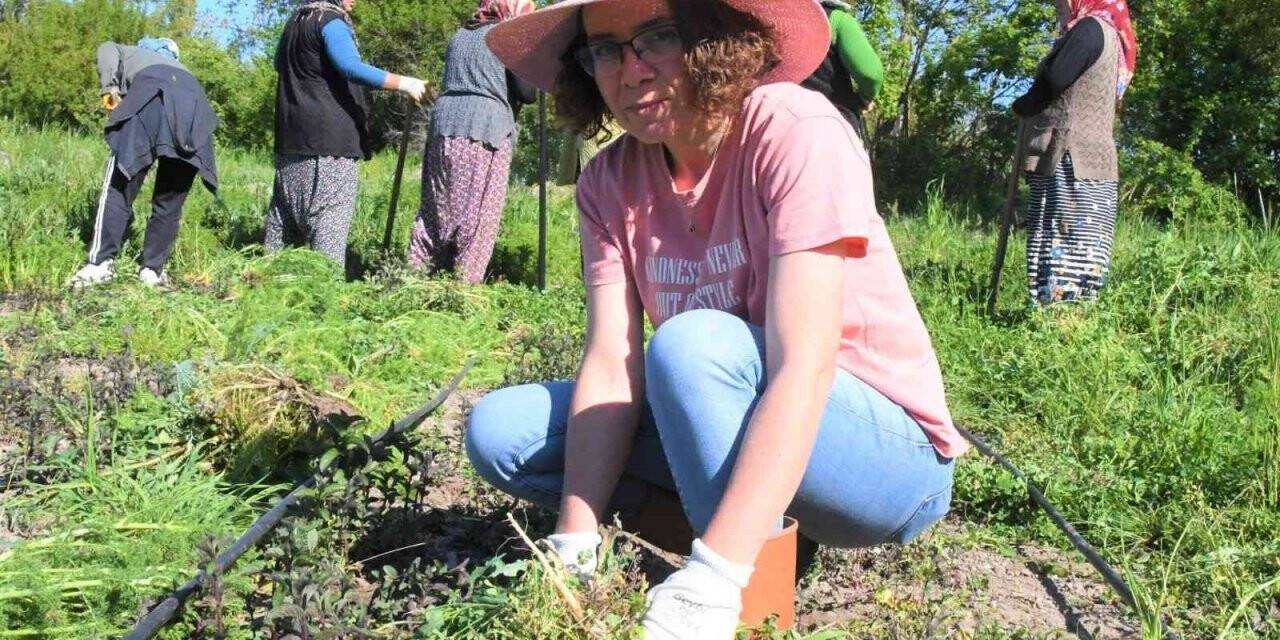 Ankara’dan Samsun’a gelip tarlaya girdi, sigortasını bozdurup toprağa yatırdı
