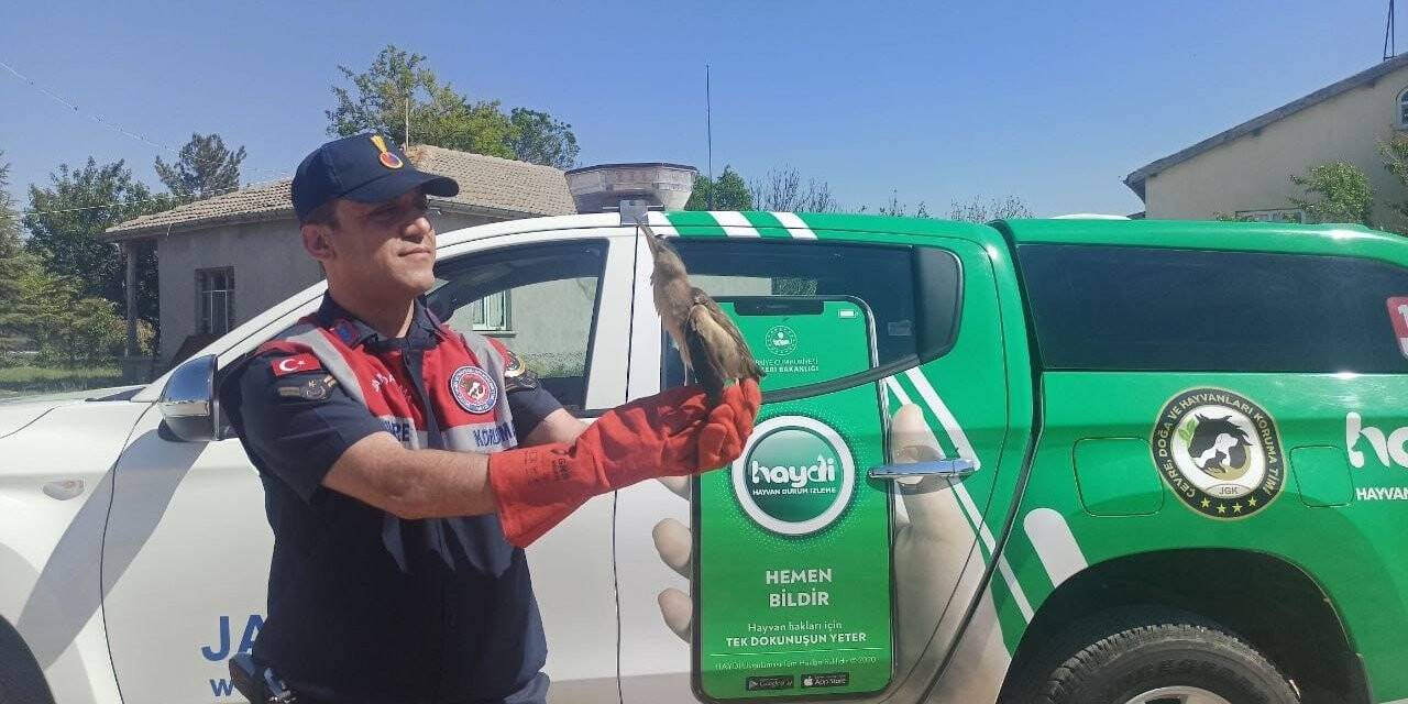 Yaralı Hint Balıkçı Kuşu tedaviye alındı