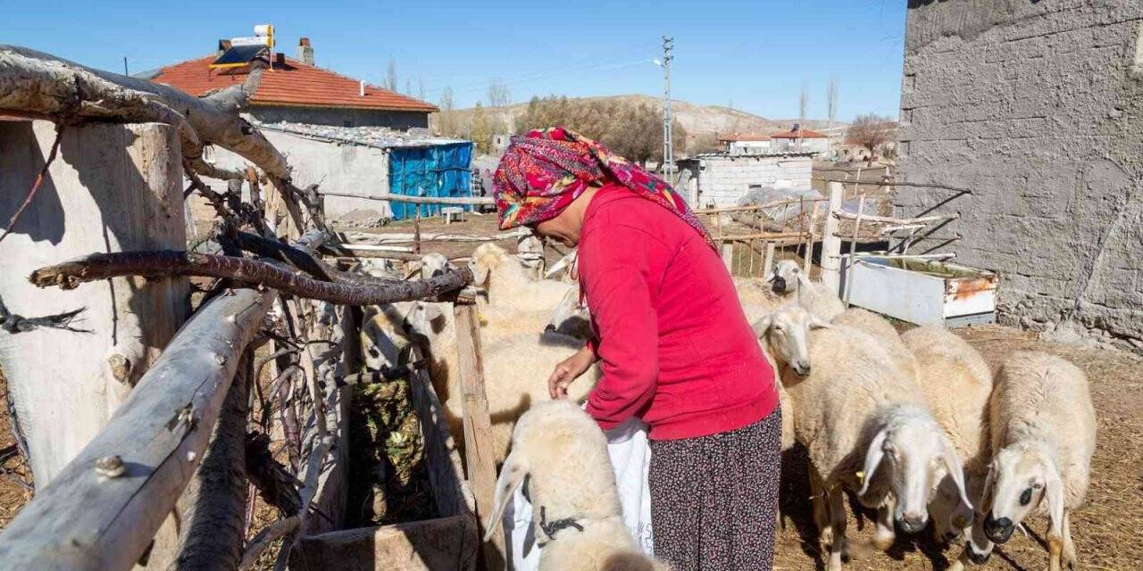 Büyükşehir, 3 bin 200 küçükbaş hayvan dağıtımına başlıyor