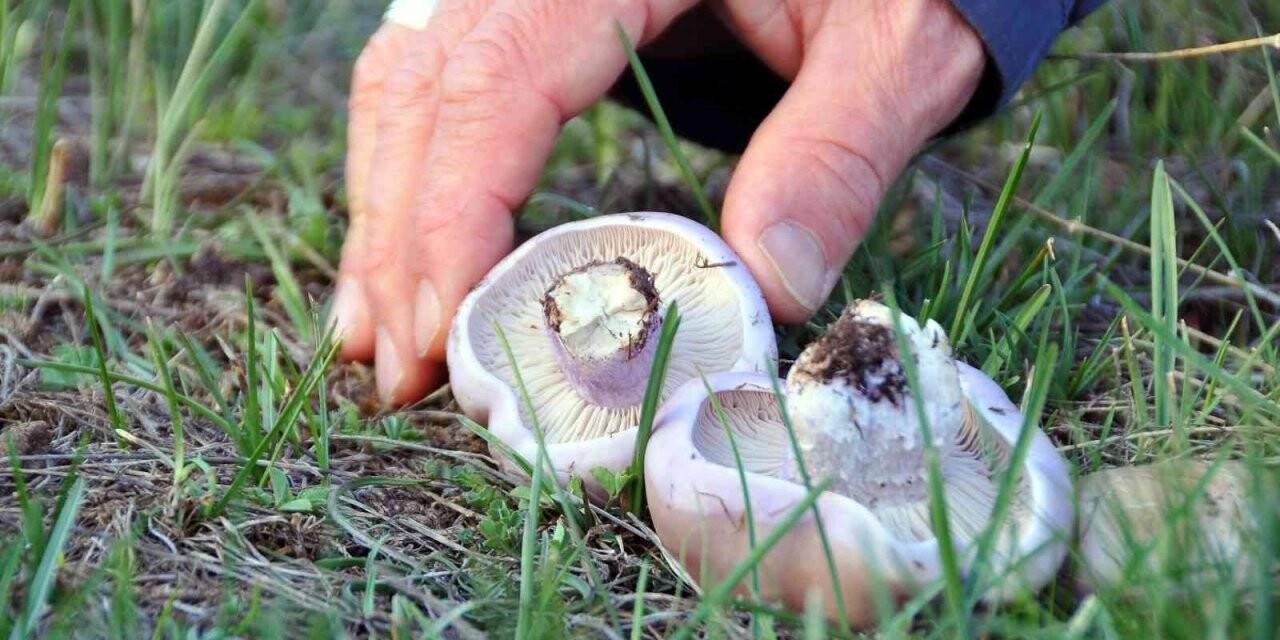 Erzincan’da mantar sezonu başladı