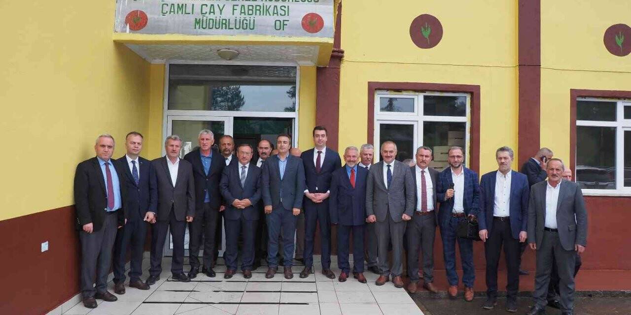 ÇAYKUR’dan üreticiye ’taze taze toplayın’ çağrısı