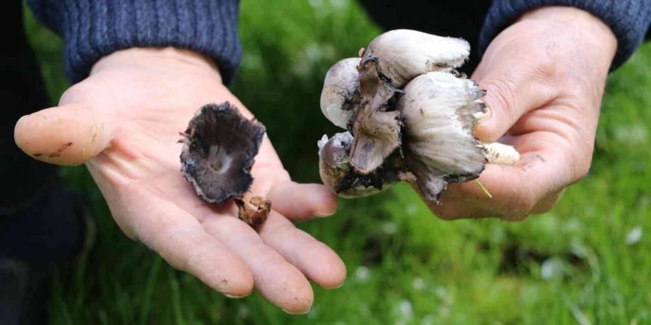 Bilinçsiz mantar tüketimi öldürüyor