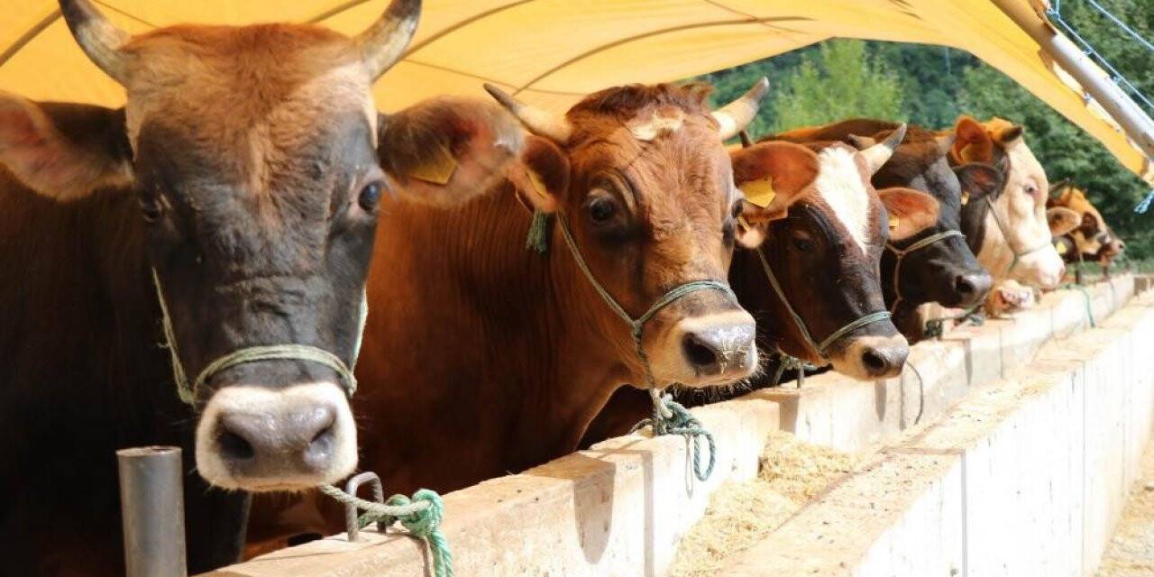 Büyükbaş ve küçükbaş kurbanlık fiyatları belli oldu