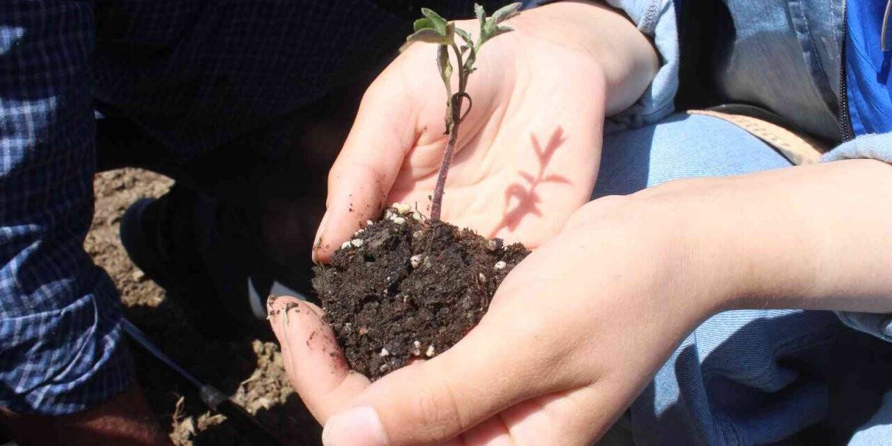 Köylerden toplanan ata tohumları huzurevi bahçesine ekildi