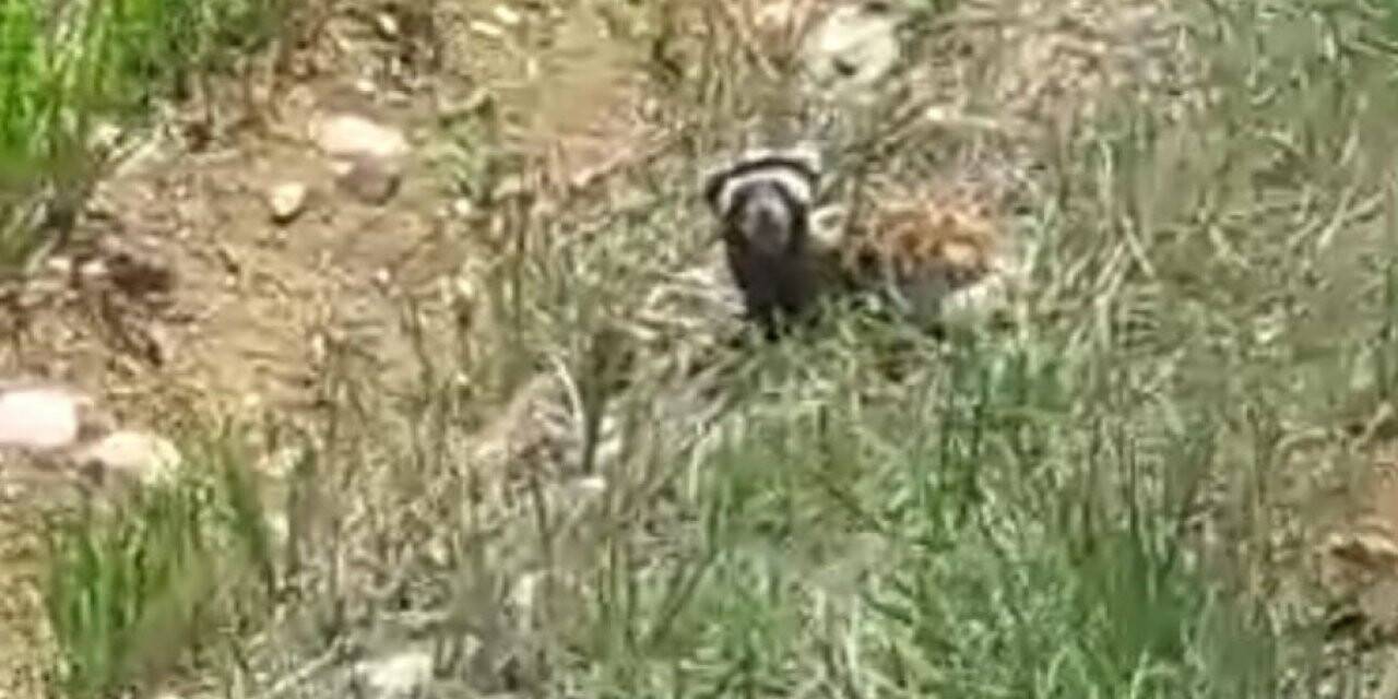 Kırmızı listede yer alan "alaca sansar" görüntülendi