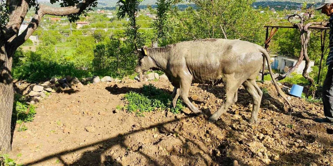 Foseptik çukuruna düşen ineği itfaiye kurtardı