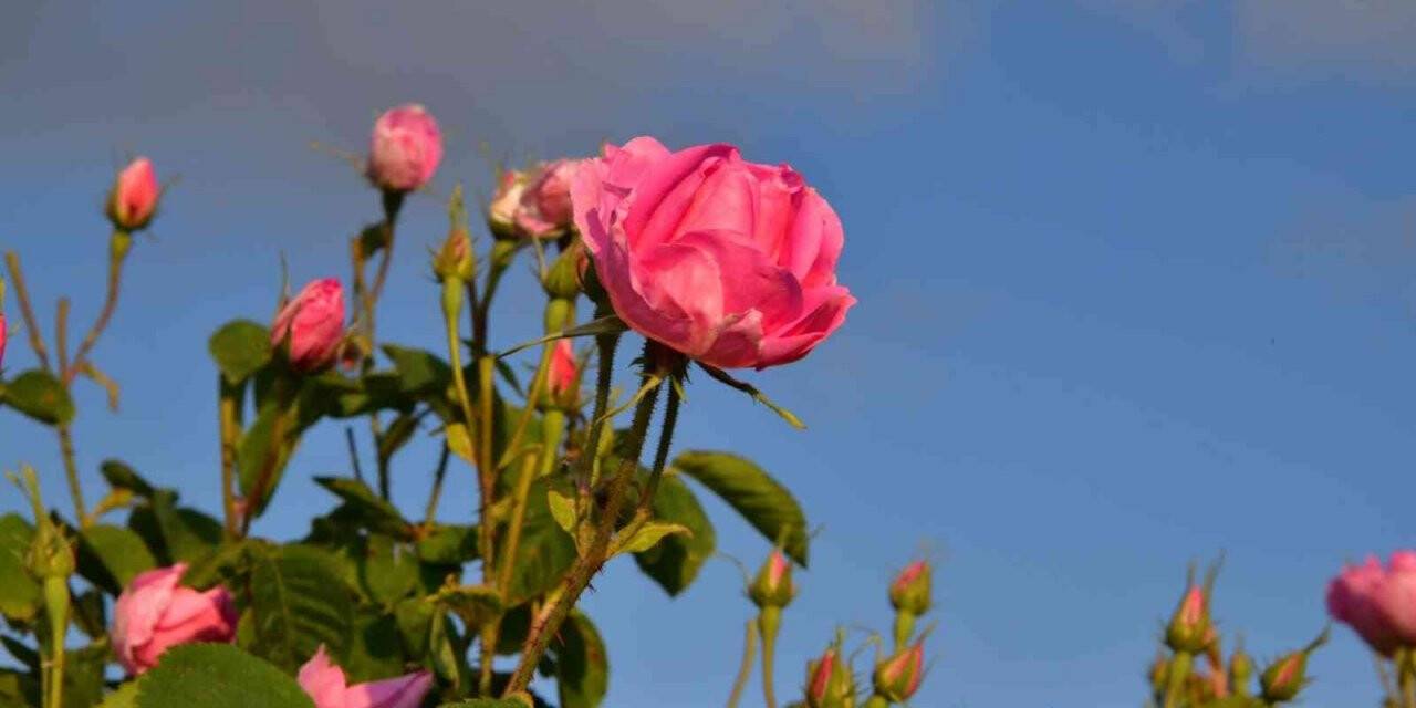 Isparta Gül Festivali’ne hazırlanıyor