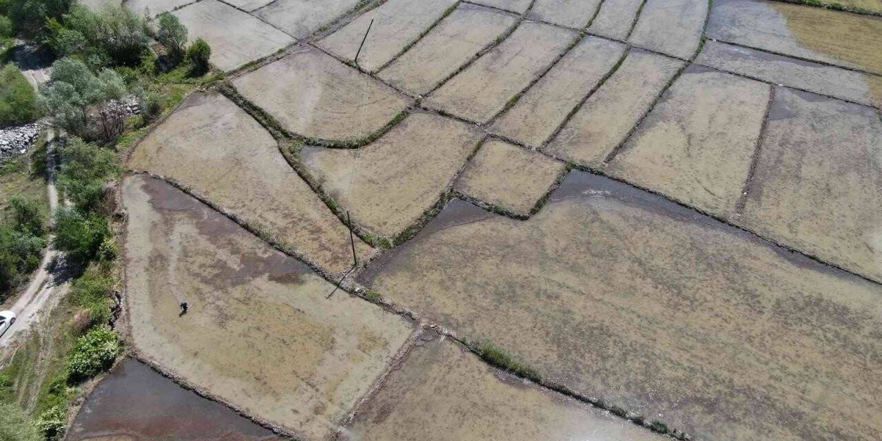 Çiftçilerin meşakkatli ‘çeltik’ ekimi 10 gün gecikmeli başladı