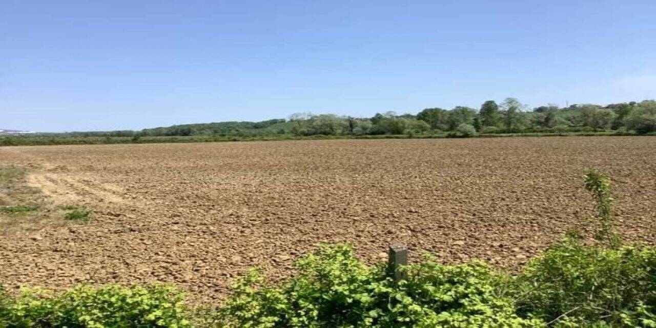 Sinop’ta izinli kenevir ekimi