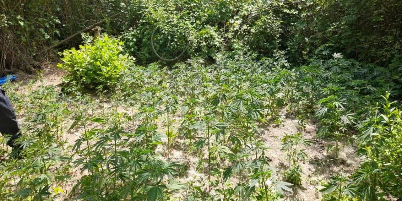 Manisa’da 560 kök kenevir ele geçirildi